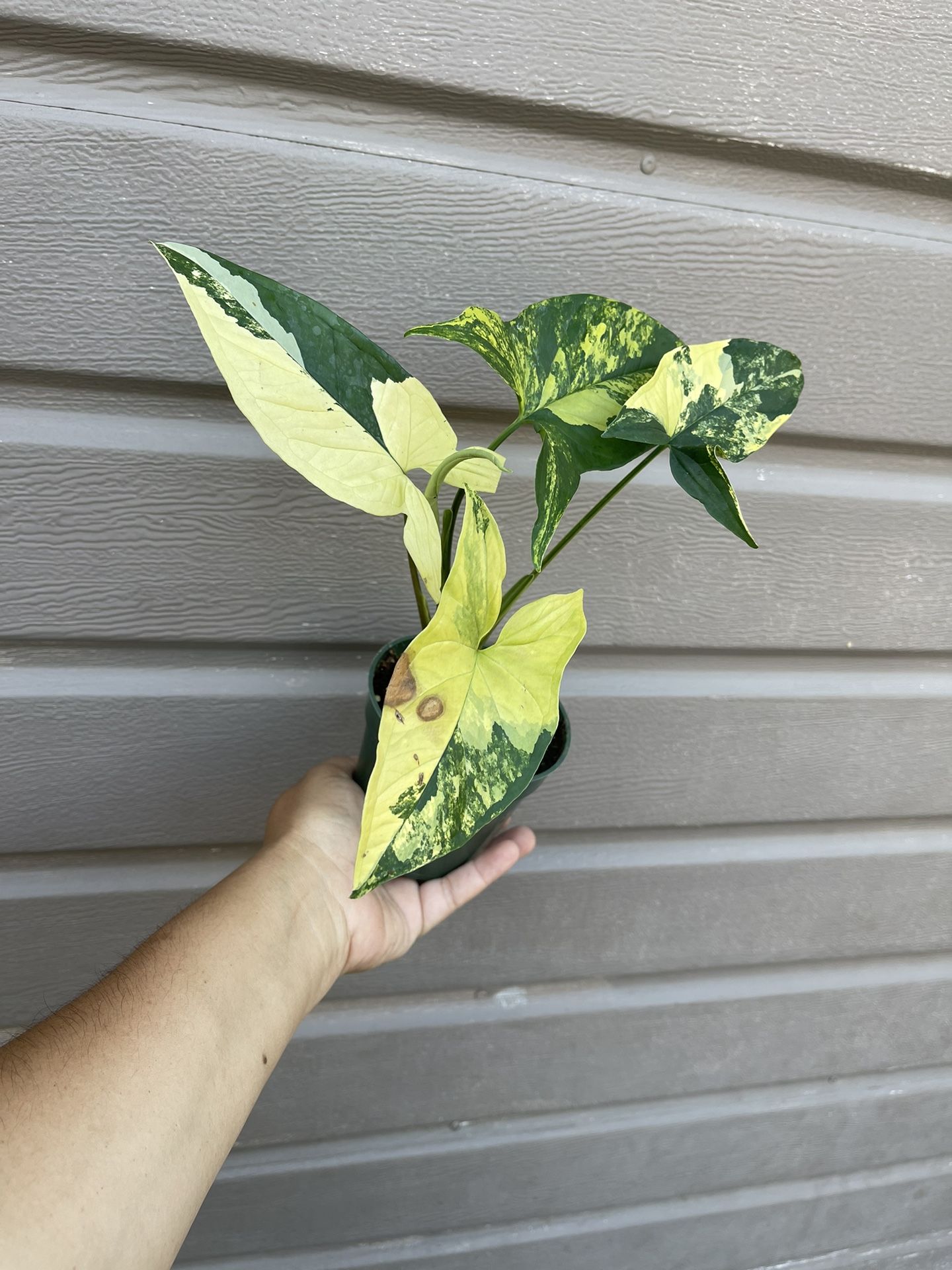 4” Syngonium Aurea