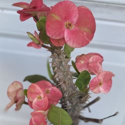 Euphorbia Crown Of Thorns Jumbo Flowers Plant, In 1 Gallon Pot Pick Up Only