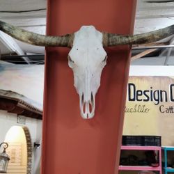 First Grade Genuine Cow Skull