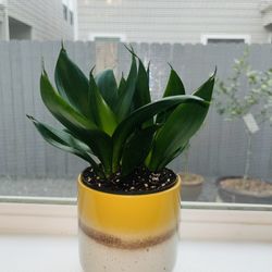 Jade Dwarf Snake Plant In Yellow Ceramic Pot 