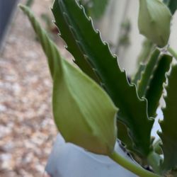 🌱 STAPELIA 🌱 