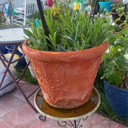 Extra Big Pot ,  Peach And Fig Tree, Tulips And More 