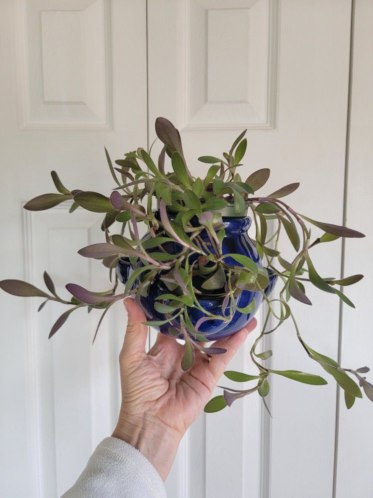 Succulents Garden Pot/Tradescantia Plant $5