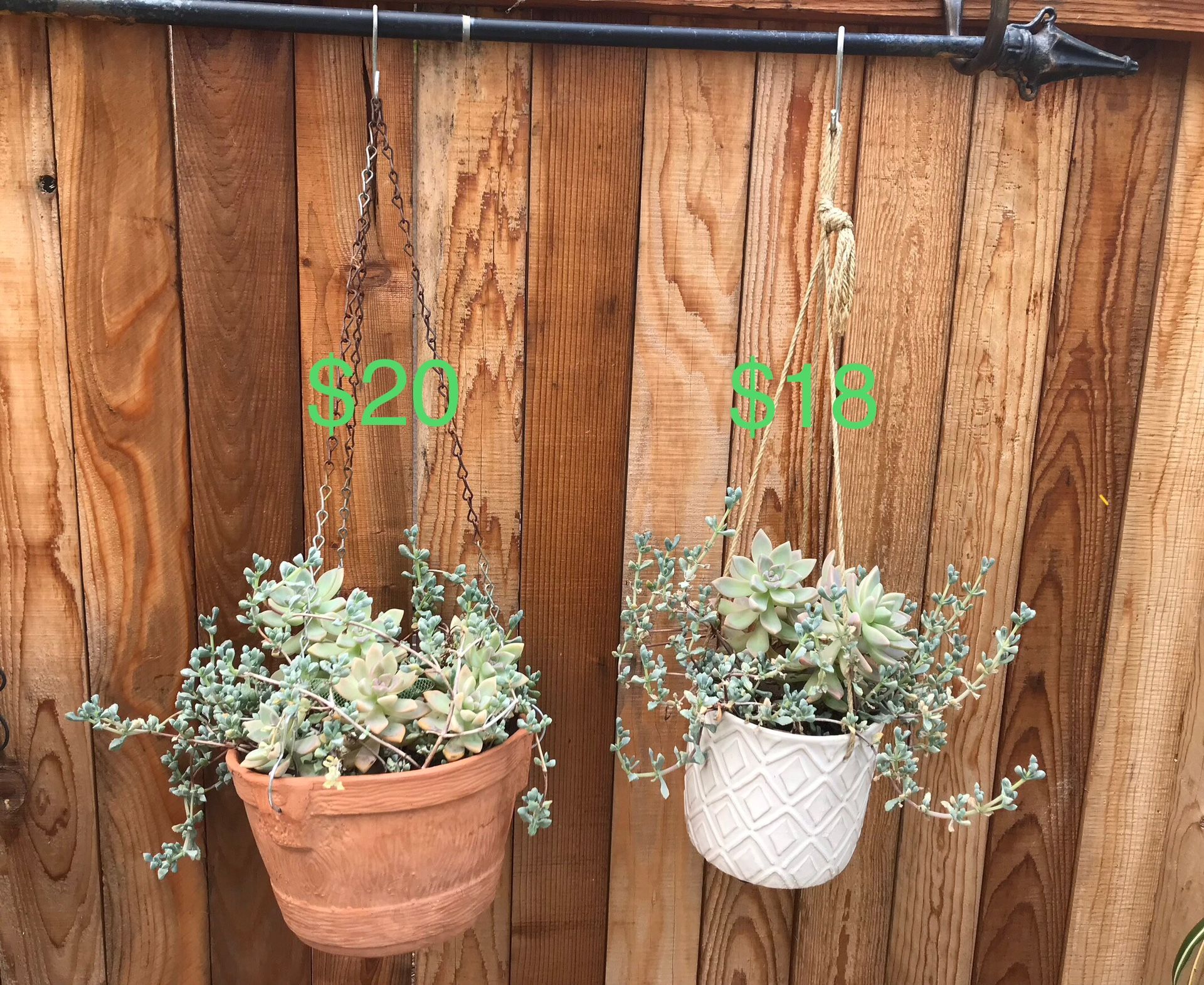 2 hanging planters with ghost plants & succulents