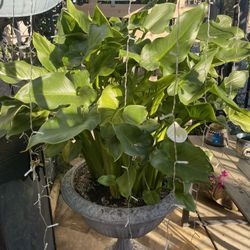 Alcatraz Flower Plant 