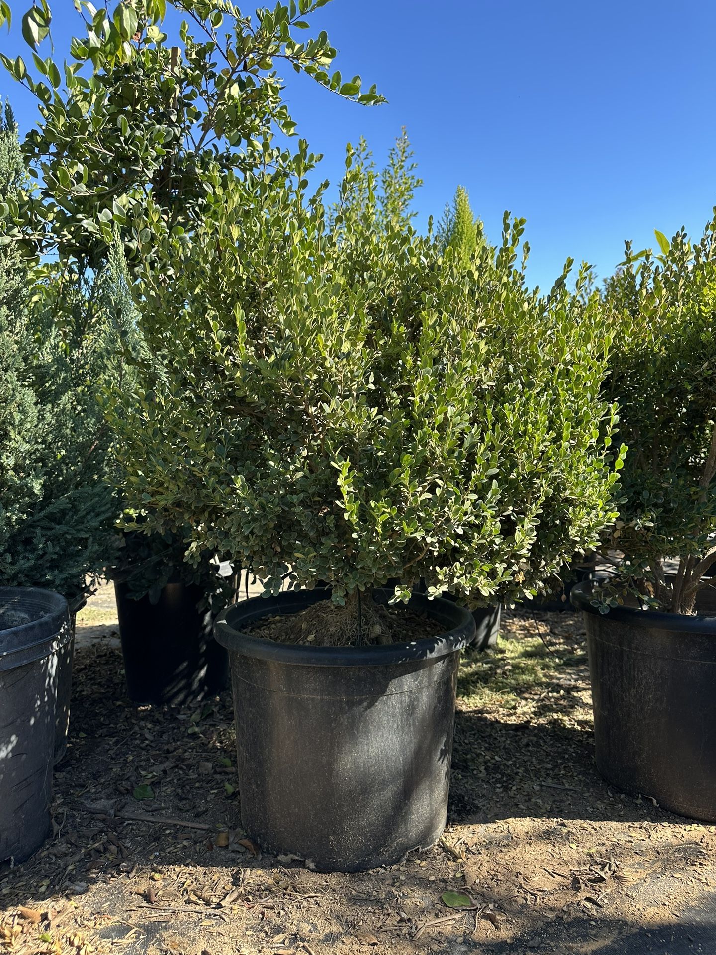 Queen palm tree 24” box