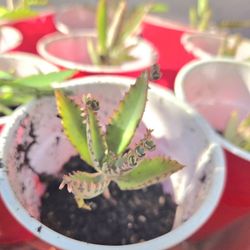 Mother of thousands ROOTED