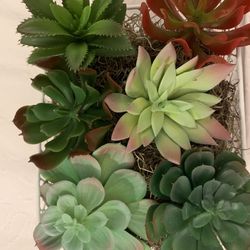 Succulent arrangement