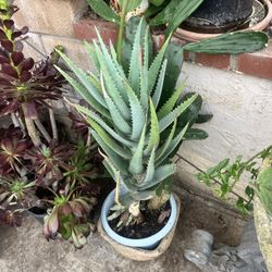 Plants Agaves And Aloe Plants 