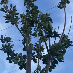 Laurel Tree 