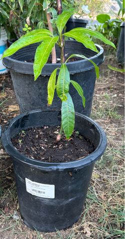 Árboles de mango