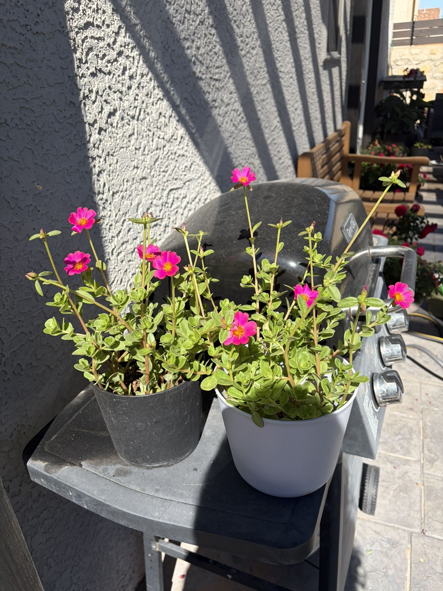 Plants