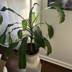 Home Plants 