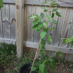 Kiwi- Hardy Large Plant 