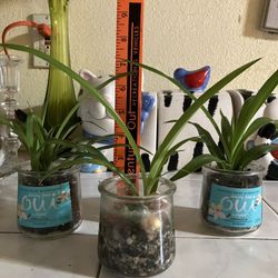 Spider Plants And More To Come 