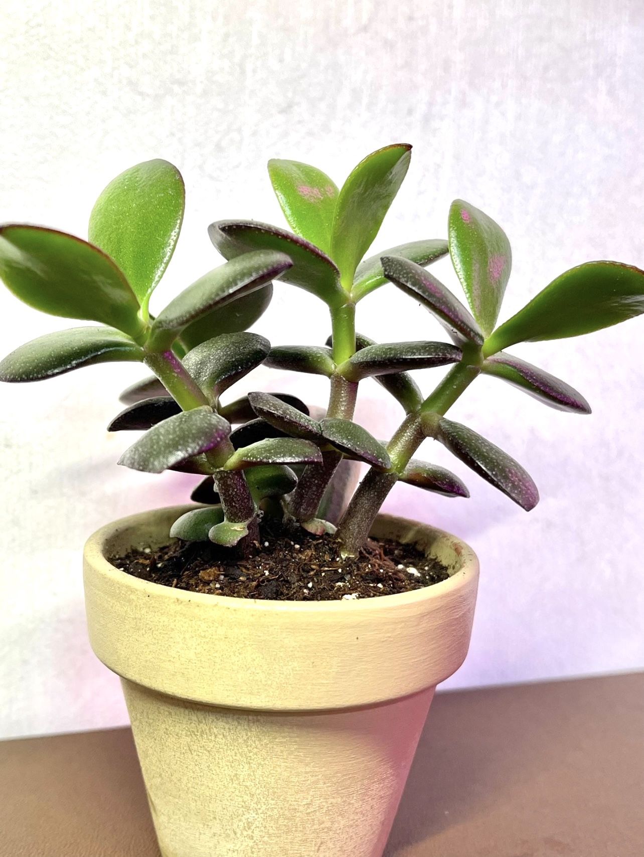 Jade House Plant In 2.5"Pot.