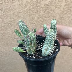 cactus Plant