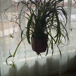 Spider Plants For Sale