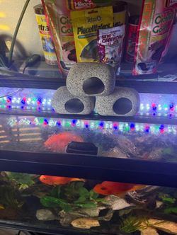 Fish Caves