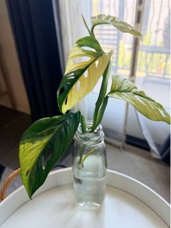 Variegated adansonni cutting top