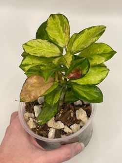 Hoya Australis Lisa