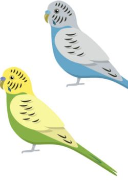 Australian Birds