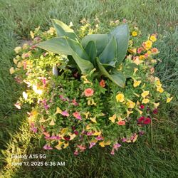 Beautiful Flower Arrangement Plant