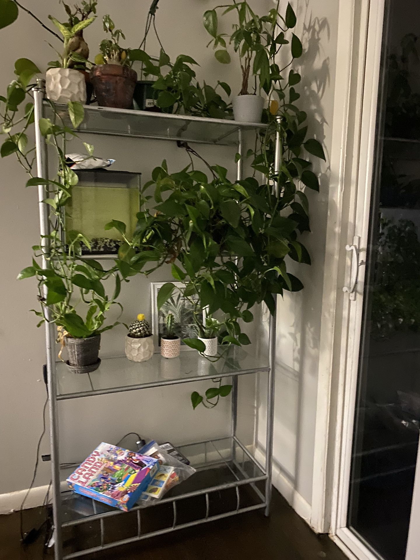 plants & glass shelf