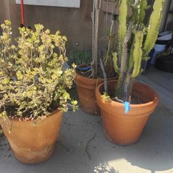 Clay Pots With Flowers