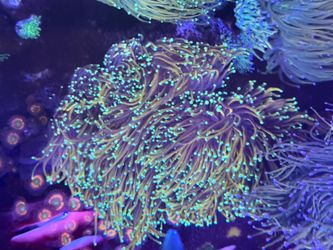 Fake coral