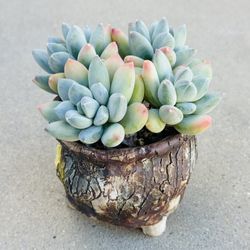 Succulents plants 🪴 