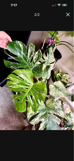 Big rare Monstera Mint