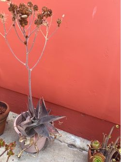 Aloe Vera Plant in Plastic Pot