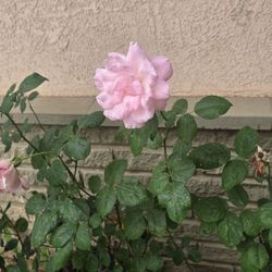 Pink flowers