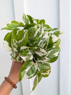 Pothos N'Joy Plant 4" Pot - Indoor House Plants