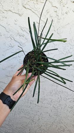 4" Hoya 'Insularis'