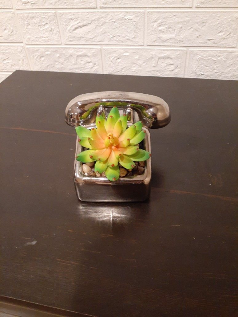 Decorative Succulent 