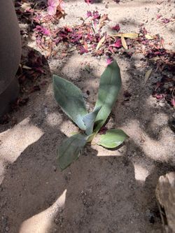 American Agave