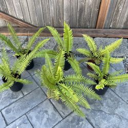 Fern Plants 