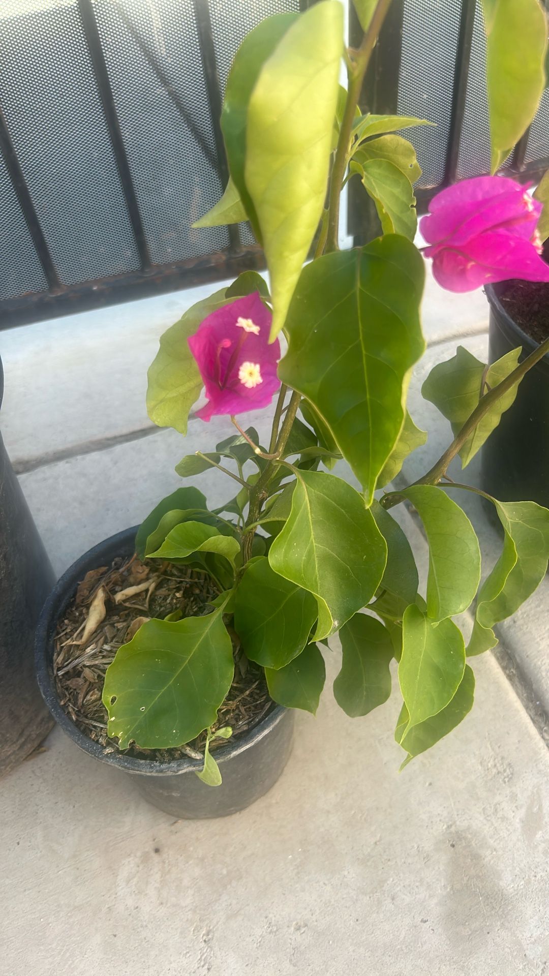 Bougainvillea Plant