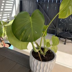 Monstera Deliciosa
