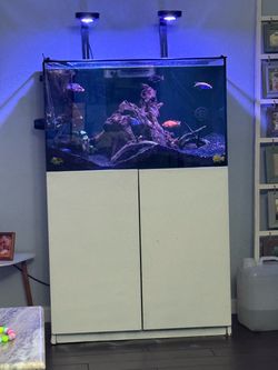 Red Sea reefer 250 aquarium