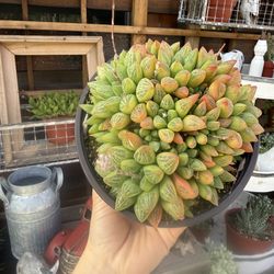 6” Haworthia Turgida