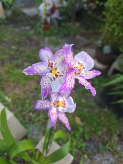 Purple and White Spotted Orchid Plant