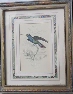 TROCHILUS SAPPHIRINUS (SHAPPIRE TROATED HUMMINGBIRD)