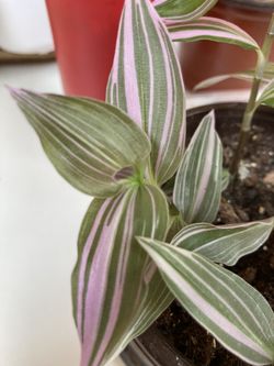 Nanouk Pink Tradescantia Wandering Jew 