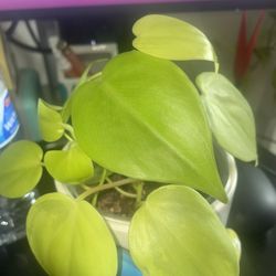 Lemon Lime Philodendron 💚