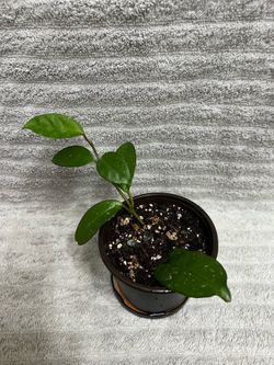 Hoya Plant