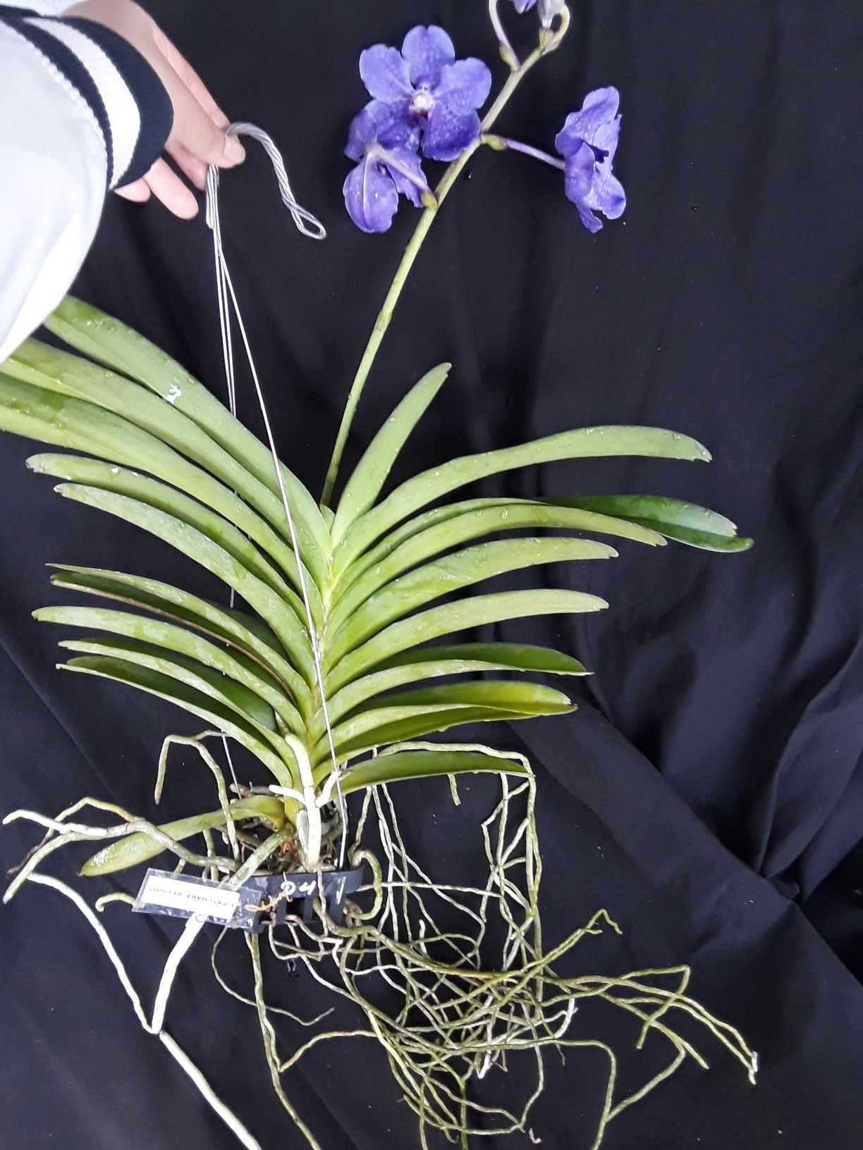 Vanda Orchids