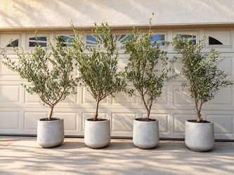 7ft Fruitless Olive Tree in Concrete Pot – Modern Outdoor Decor